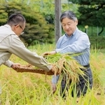　皇居内の田んぼで稲刈りをされる天皇陛下＝８日午前（宮内庁提供）