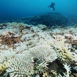 　白化したサンゴ＝２０２２年９月、沖縄県・小浜島沖