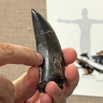 　ティラノサウルスの体温推定に使われた歯（カリフォルニア大ロサンゼルス校提供）