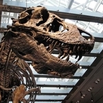 　米ロサンゼルス郡立自然史博物館に展示されたティラノサウルスの頭部。歯が体温推定に利用された（同博物館恐竜研究所提供）