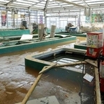 　印旛沼の堤防が決壊し、浸水被害を受けた谷養魚場のニシキゴイ販売所＝２５日、千葉県成田市