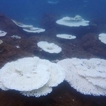 　静岡県の田子島で確認された白化したサンゴ＝２０２４年（国立環境研究所・ＮＰＯ法人ＯＷＳ提供）