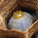 　巣の壁を削って音を出すオオスズメバチの幼虫（藤岡春菜助教提供）