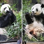 　双子のジャイアントパンダ、シャオシャオ（右）とレイレイ＝１月、東京都台東区の上野動物園