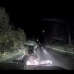 　軽乗用車に体当たりするヒグマ＝９月２９日、北海道美深町（北海道警提供）