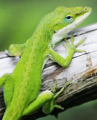 　小笠原諸島固有の昆虫に大きな被害を与えたグリーンアノール