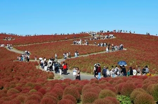 　国営ひたち海浜公園で見頃を迎えたコキア＝１１日午後、茨城県ひたちなか市