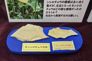 　現生種として世界最古と判明したチョウの化石（兵庫県新温泉町提供）