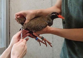 　ヤンバルクイナの精子採取作業＝２５年４月、沖縄県国頭村（ＮＰＯ法人「どうぶつたちの病院　沖縄」提供）