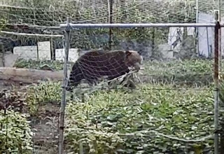 　家庭菜園でトウモロコシをくわえるヒグマ＝２０２５年８月、北海道函館市（住民提供）
