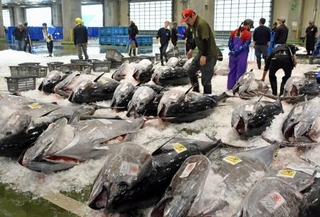 　境港に水揚げされたクロマグロ＝５月、鳥取県境港市