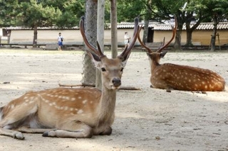 　奈良公園のシカ＝奈良市