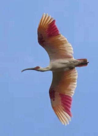 　放鳥され、飛び立ったトキ＝７日、石川県中能登町（ユーチューブの石川県公式チャンネルから）