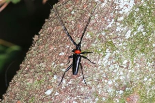 　クビアカツヤカミキリの成虫（国立環境研究所提供）