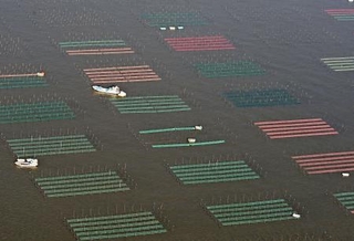 　有明海で養殖ノリの種付けが行われ、色とりどりのノリ網が海面を彩った＝２９日午前、佐賀市沖（共同通信社ヘリから）