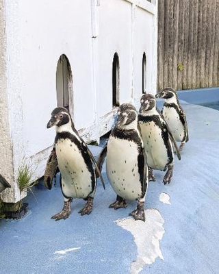 　７月に死んだ４羽のフンボルトペンギン。（左から）かすみ、いずみ、あらまさ、ひめ＝６月（仙台市の八木山動物公園フジサキの杜提供）