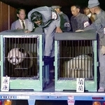 　１９７２年１０月２８日、「日中友好の証し」として中国からジャイアントパンダのカンカン（左）とランランが東京・上野動物園に到着