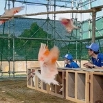 　本州で２例目となる放鳥に備え、仮設ケージに放たれたトキ＝９月、石川県中能登町（ユーチューブの石川県公式チャンネルから）