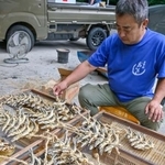 　保存食のあぶりアユ作りに取り組む木田豪さん＝８日午後、和歌山県田辺市