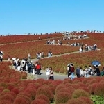 　国営ひたち海浜公園で見頃を迎えたコキア＝１１日午後、茨城県ひたちなか市
