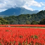 　「とっとり花回廊」で見頃を迎えたサルビア。奥は大山＝１０日午前、鳥取県南部町