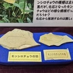 　現生種として世界最古と判明したチョウの化石（兵庫県新温泉町提供）
