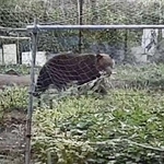 　家庭菜園でトウモロコシをくわえるヒグマ＝２０２５年８月、北海道函館市（住民提供）