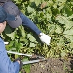 　兵庫県警と同県丹波篠山市の農家が企画した「丹波黒」の枝豆の収穫体験＝１８日午前、丹波篠山市