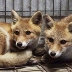 　幼い頃のホンドギツネ「はっさく」（右）と「れもん」（盛岡市動物公園ＺＯＯＭＯ提供）