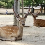 　奈良公園のシカ＝奈良市