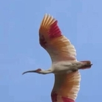 　放鳥され、飛び立ったトキ＝７日、石川県中能登町（ユーチューブの石川県公式チャンネルから）