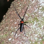 　クビアカツヤカミキリの成虫（国立環境研究所提供）