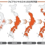 　クビアカツヤカミキリの分布予測