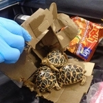 　押収されたインドホシガメ（大阪府警提供）