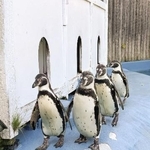 　７月に死んだ４羽のフンボルトペンギン。（左から）かすみ、いずみ、あらまさ、ひめ＝６月（仙台市の八木山動物公園フジサキの杜提供）