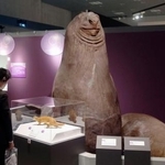 　国立科学博物館の特別展「生きものたちの性」で展示されたミナミゾウアザラシの剥製。雄の体重は雌の３倍以上にもなる＝３０日午後、東京・上野