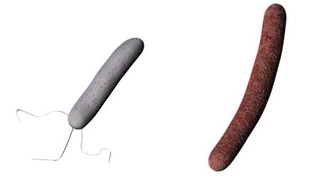 　細菌のＡ-ｇｙｏ（左）とＵＮ-ｇｙｏ（右）のイメージ（北陸先端科学技術大学院大・都英次郎教授提供）