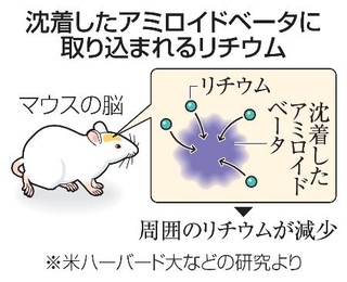 　沈着したアミロイドベータに取り込まれるリチウム