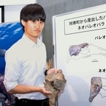 　絶滅した海生哺乳類「ネオパラドキシア」の化石を手にする浅井勇馬さん＝北海道足寄町