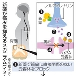 　新薬が痛みを抑えるメカニズム（イメージ）