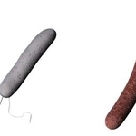 　細菌のＡ-ｇｙｏ（左）とＵＮ-ｇｙｏ（右）のイメージ（北陸先端科学技術大学院大・都英次郎教授提供）
