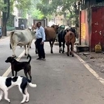 　インド・ニューデリー中心部の路上をうろつく野良犬＝２０２４年９月（共同）