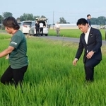 　乾いた田んぼに入る小泉農相（中央）＝７月、埼玉県杉戸町