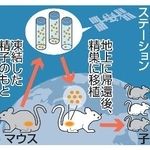 　凍結保存した精子幹細胞の宇宙実験