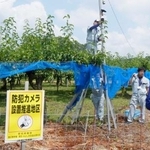 　ナシ畑に防犯カメラを設置するＪＡの職員ら＝７月、愛知県豊田市