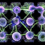 　チップ内に並べられた「脳オルガノイド」の拡大画像（東京大のドゥンキー智也特任研究員提供）