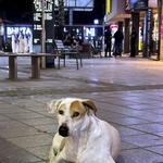 　インド・ニューデリーの路上に座る野良犬＝３月（共同）