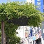 　厳しい暑さとなり日陰で信号待ちする人たち＝３０日午後、埼玉県熊谷市