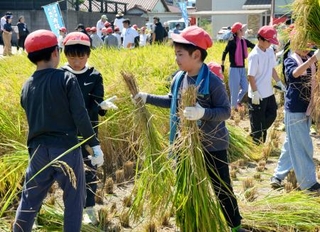 　「奇跡の復興米」を刈り取る地元小学校の児童ら＝２日午前、大阪府富田林市