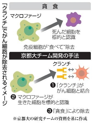 　「クランチ」でがん細胞が除去されるイメージ